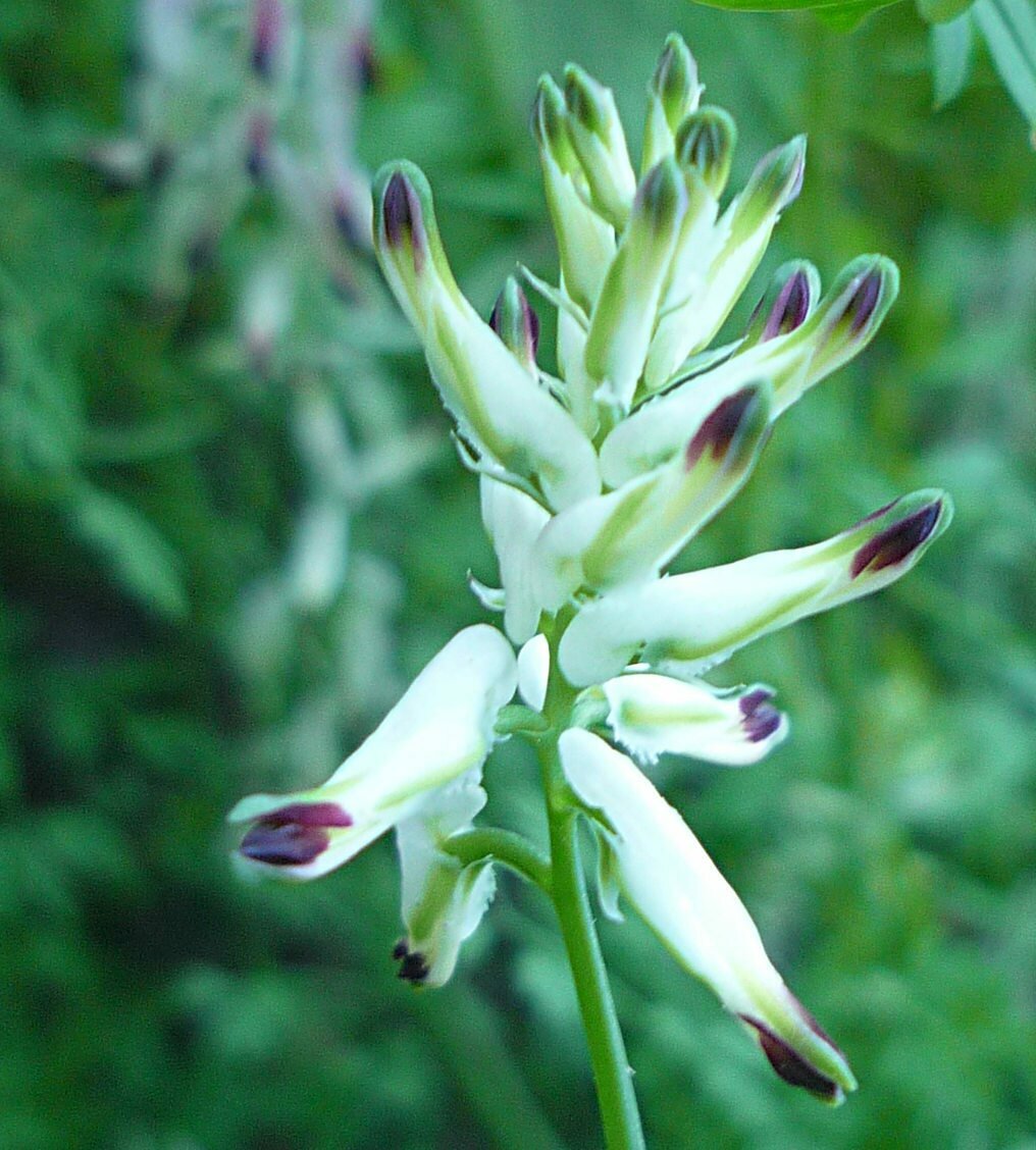 High Resolution Fumaria officinalis Flower